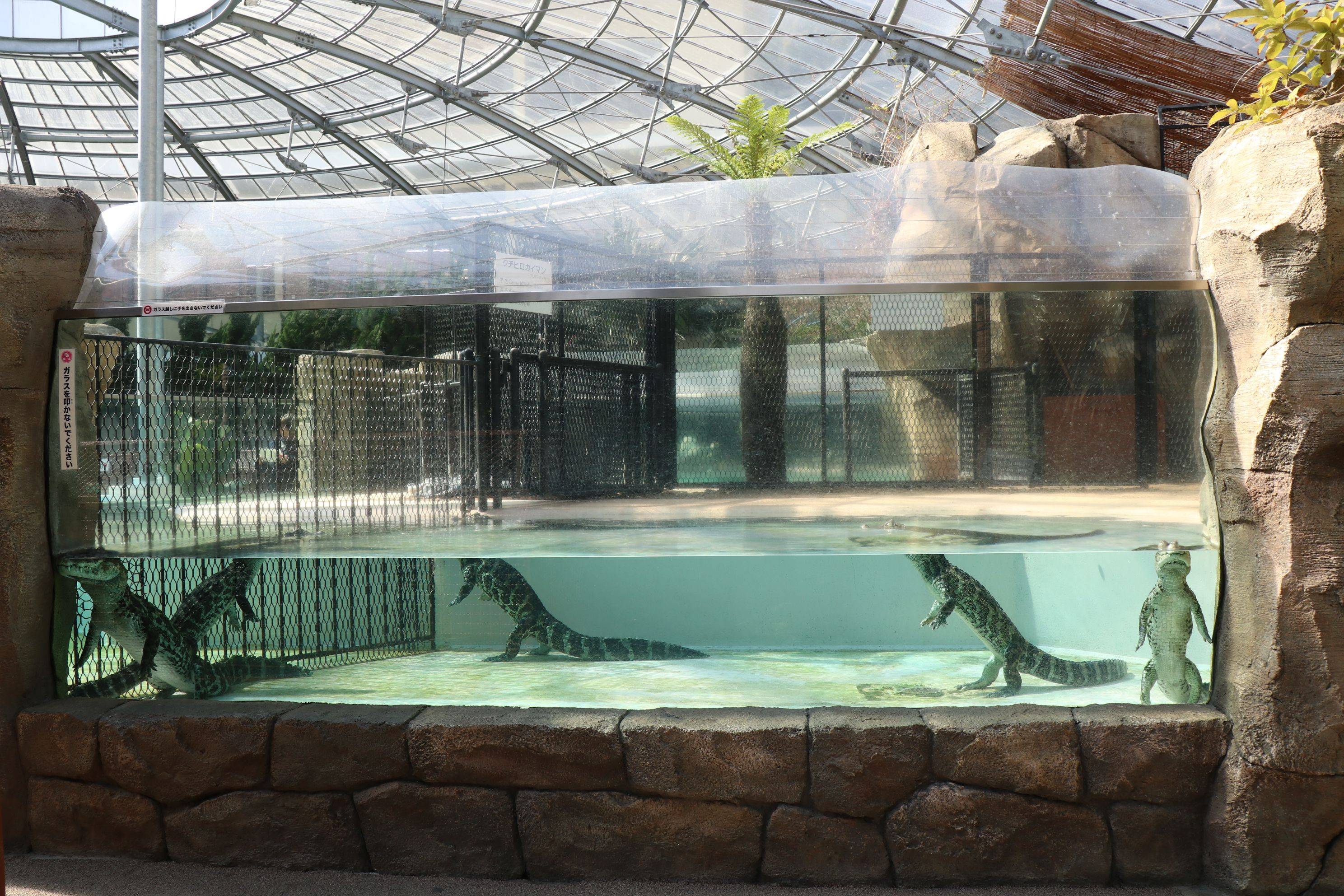 🌴 아타가와 열대 & 악어 정원 (아타가와 바나나 와니엔) 이미지 2